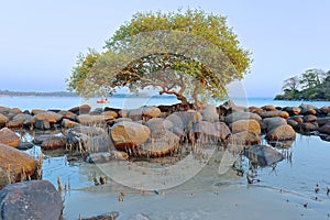 Exotic tree on the beach in India