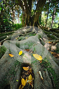 Ficus macrophylla trunk and roots close up