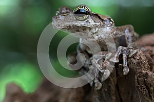 Exotic tree frog, Osteocephalus taurinus