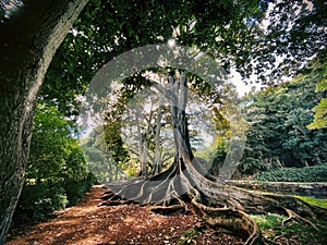 Exotic tree with the roots on the ground in the middle of a beautiful forest