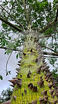 exotic nature with thorns