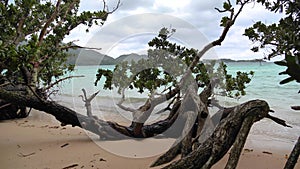 Exotic trees on the beach in Kabira Bay, Ishigaki island, Okinawa, Japan.
