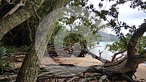 Exotic trees on the beach in Kabira Bay, Ishigaki island, Okinawa, Japan.