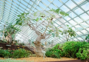 Exotic trees in a glass greenhouse