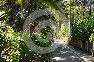 Exotic trees and plants. Tropical path landscape. Walkway in nature among trees and bushed with bamboo fence