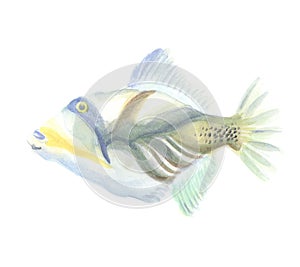 The Exotic Triggerfish