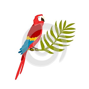 Exotic tropical ara bird, macaw. Big red parrot sitting on jungle palm brunch, leaf. Caribbean exotic character for t