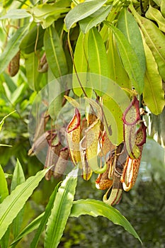 Exotic tropical Asian plant Nepenthes Predatory plant Monkey cups Nepenthes, green red jug for collecting moisture and luring