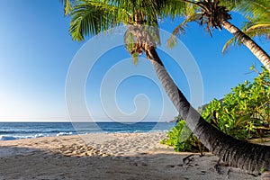 Exotic tropical beach with palms and blue sea at sunset
