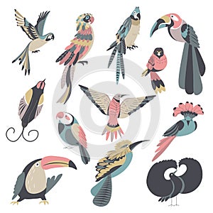 Exotic and tropical birds, avian animals vector