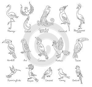 Exotic tropical birds set. With the title. Editable outline stroke. Vector line illustration.