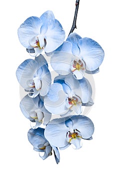 Exotic tropical branch of romantic blue orchids flowers