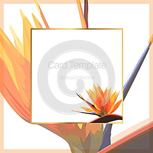 Exotic tropical bright orange strelitzia bird of paradise flower. Card banner flyer cover square border frame template.