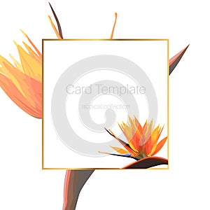 Exotic tropical bright orange strelitzia bird of paradise flower. Card banner flyer cover square border frame template.