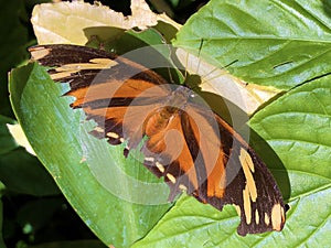 Exotic and tropical butterflies in the butterfly house or exotische und tropische Schmetterlinge im Schmetterlingshaus