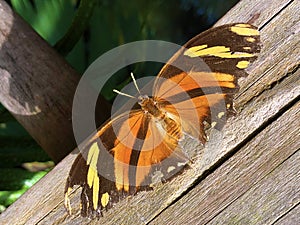 Exotic and tropical butterflies in the butterfly house or exotische und tropische Schmetterlinge im Schmetterlingshaus