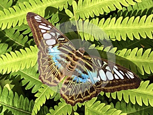 Exotic and tropical butterflies in the butterfly house or exotische und tropische Schmetterlinge im Schmetterlingshaus