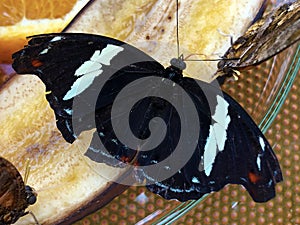 Exotic and tropical butterflies in the butterfly house or exotische und tropische Schmetterlinge im Schmetterlingshaus