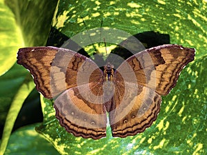 Exotic and tropical butterflies in the butterfly house or exotische und tropische Schmetterlinge im Schmetterlingshaus