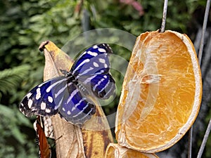 Exotic and tropical butterflies in the butterfly house or exotische und tropische Schmetterlinge im Schmetterlingshaus, Maina