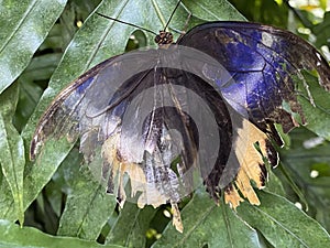 Exotic and tropical butterflies in the butterfly house or exotische und tropische Schmetterlinge im Schmetterlingshaus, Maina