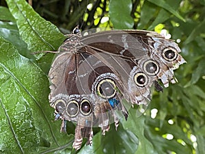 Exotic and tropical butterflies in the butterfly house or exotische und tropische Schmetterlinge im Schmetterlingshaus, Maina