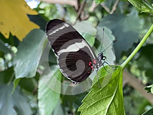 Exotic and tropical butterflies in the butterfly house or exotische und tropische Schmetterlinge im Schmetterlingshaus, Maina