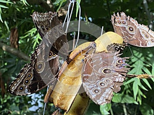 Exotic and tropical butterflies in the butterfly house or exotische und tropische Schmetterlinge im Schmetterlingshaus, Mainau