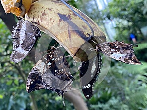 Exotic and tropical butterflies in the butterfly house or exotische und tropische Schmetterlinge im Schmetterlingshaus, Mainau