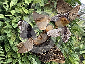 Exotic and tropical butterflies in the butterfly house or exotische und tropische Schmetterlinge im Schmetterlingshaus, Mainau