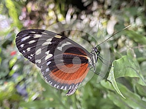 Exotic and tropical butterflies in the butterfly house or exotische und tropische Schmetterlinge im Schmetterlingshaus, Maina