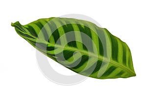 Exotic tropical Calathea Zebrina Marantaceae or Prayer Plant striped bright green leaf