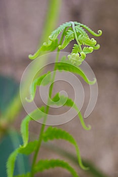 Exotic tropical ferns