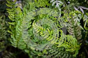 Exotic tropical ferns with shallow depth of field