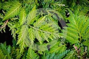 Exotic tropical ferns with shallow depth of field