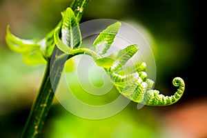 Exotic tropical ferns with shallow depth of field