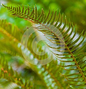 Exotic tropical ferns with shallow depth of field. Beautiful background made with young green fern leaves