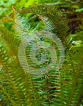 Exotic tropical ferns with shallow depth of field. Beautiful background made with young green fern leaves