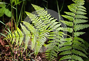 Exotic tropical ferns with shallow depth of field. Beautiful background made with young green fern leaves