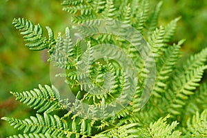 Exotic tropical ferns with shallow depth of field. Green fern leaves in blurred green natural background. Selective focus