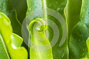 Exotic tropical ferns with shallow depth of field. Green spring, Beautiful background.