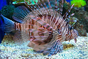 Exotic tropical fish lion in the aquarium