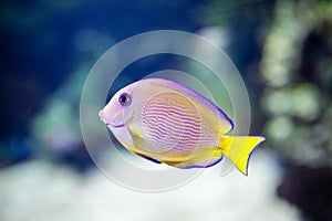 Exotic tropical fish purple Yellow fin surgeonfish