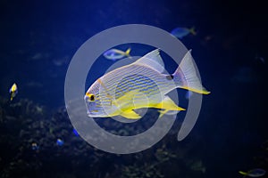 Exotic tropical fish Sailfin Snapper Symphorichthys spilurus with coral reef natural blue background.