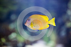 Exotic tropical fish Yellow fin surgeonfish