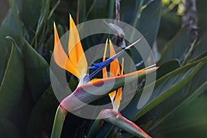 Exotic tropical flower named Bird of Paradise.