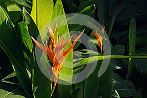 Exotic tropical flower named Bird of Paradise