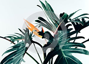 Exotic tropical flower strelizia and xanadu leaves on white