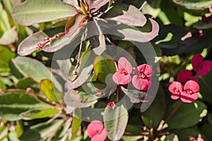 Exotic Tropical Flowers