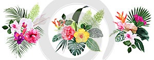 Exotic tropical flowers, orchid, strelitzia, hibiscus, bougainvillea, gloriosa, palm, monstera